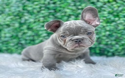 French Bulldog dogs for sale: Hunter - Image 8