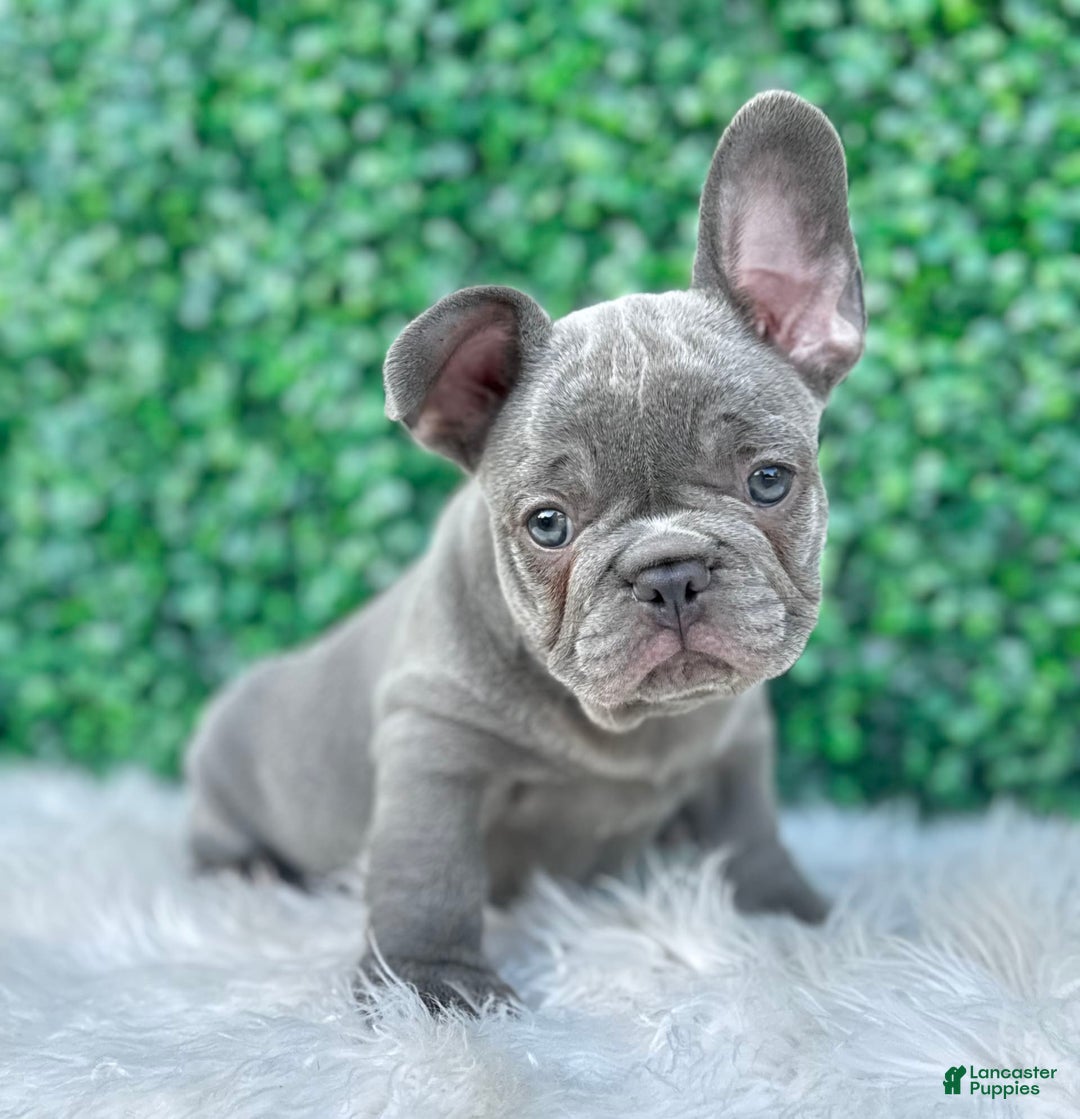 French Bulldog dogs for sale: Hunter - Image 8
