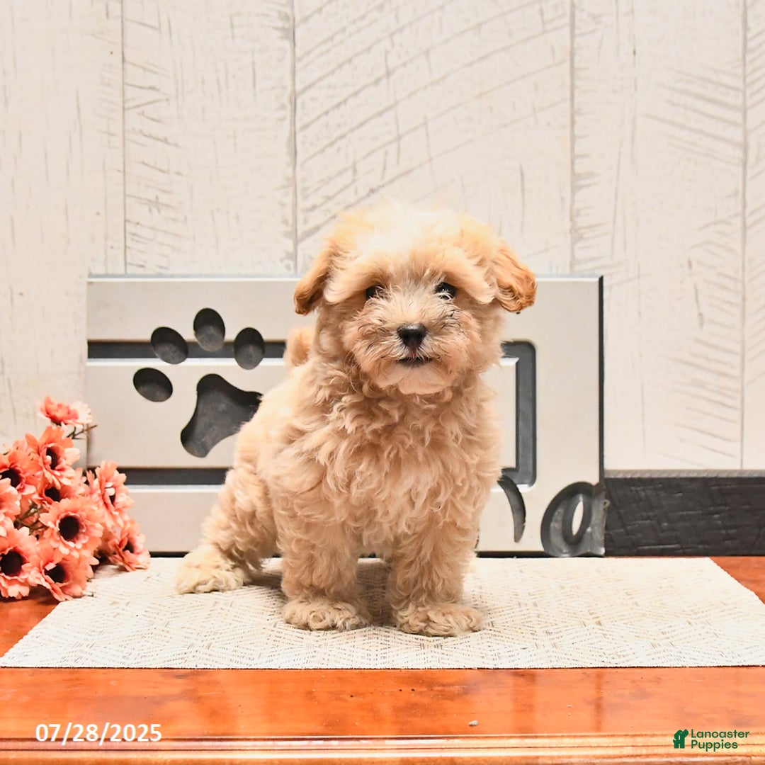 Maltipoo dogs for sale: Wally - Image 3