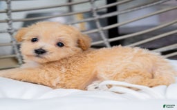 Maltipoo dogs for sale: Vander - Image 5