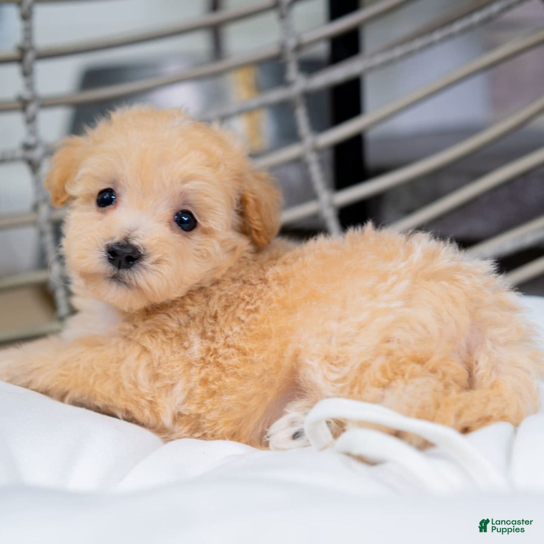Maltipoo dogs for sale: Vander - Image 5