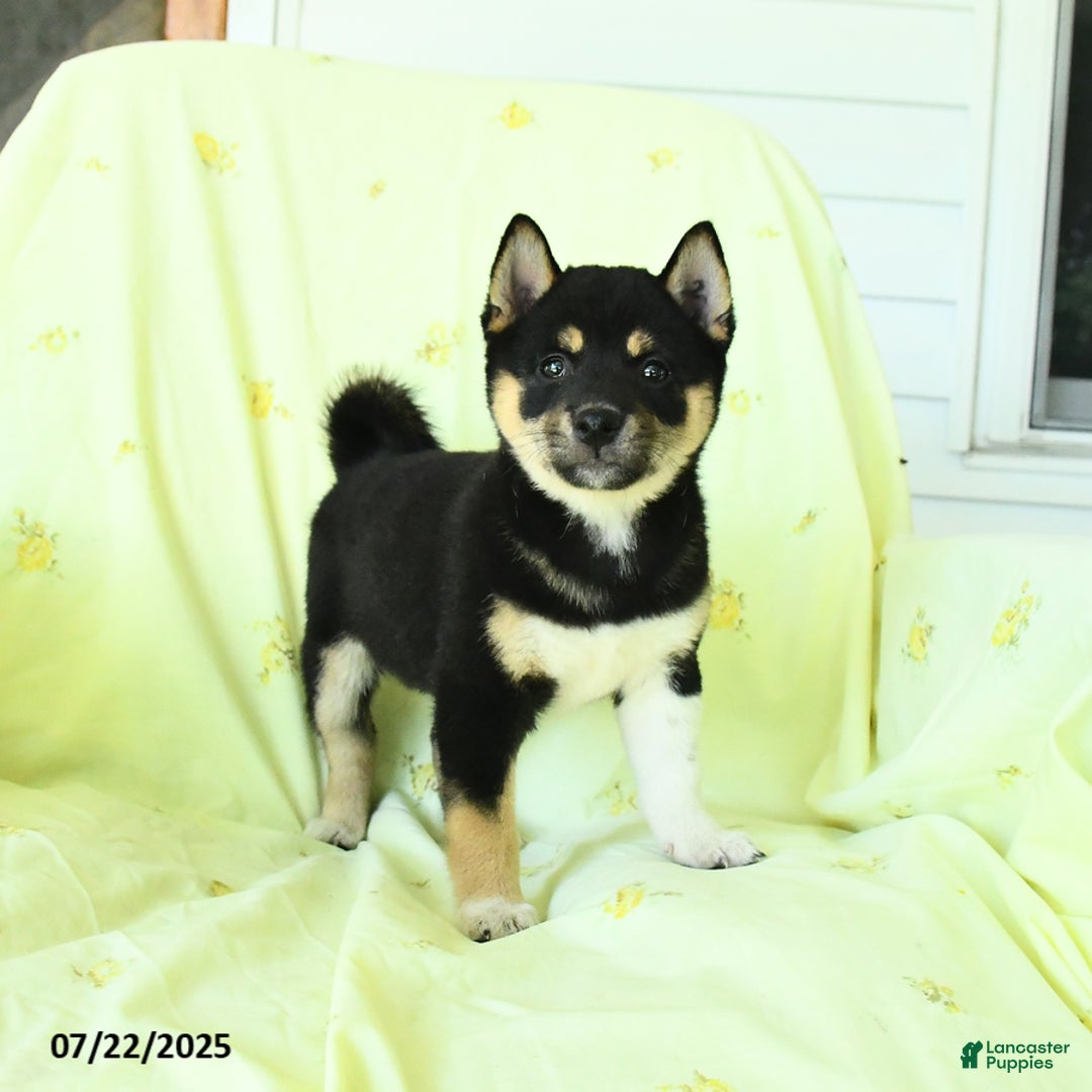 Shiba Inu dogs for sale: Chester - Image 1