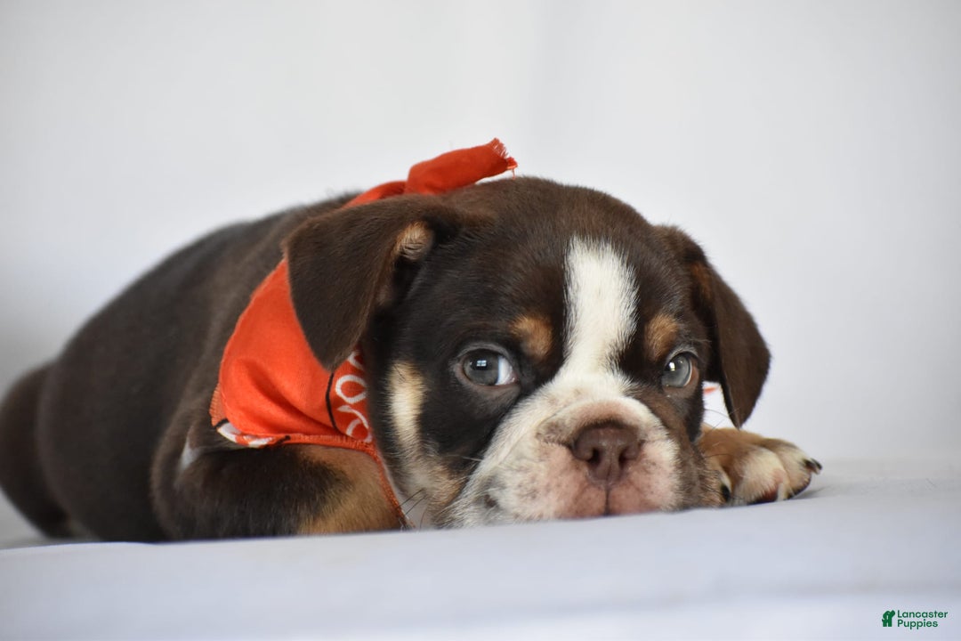 Beabull dogs for sale: Winston - Image 8