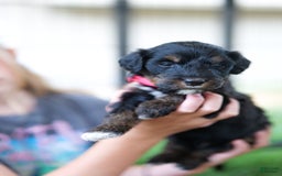 Bernedoodle dogs for sale: Rudy - Image 1