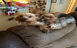 Yorkshire Terrier dogs for sale: Max - Image 13