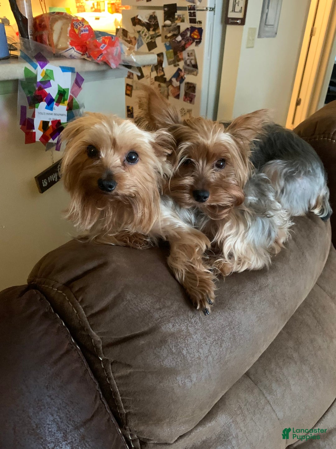 Yorkshire Terrier dogs for sale: Max - Image 13