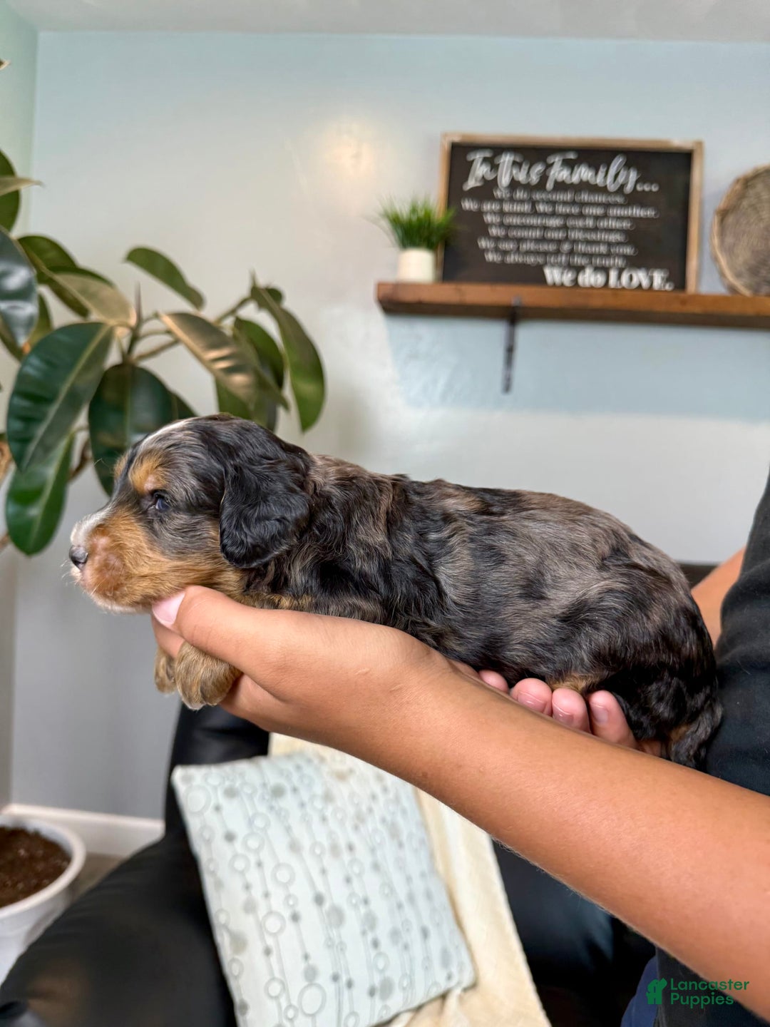 Mini Goldendoodle dogs for sale: Victor - Health Tested - Image 4