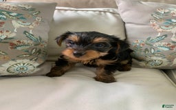 Yorkshire Terrier dogs for sale: Cash - Image 8