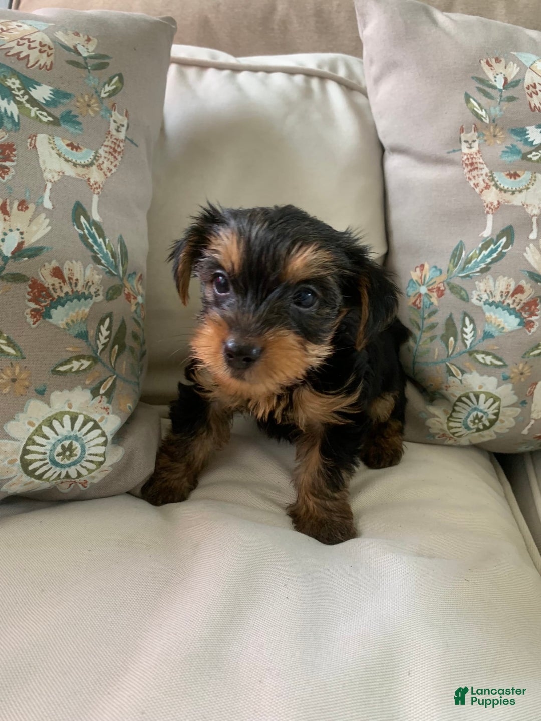 Yorkshire Terrier dogs for sale: Cash - Image 8