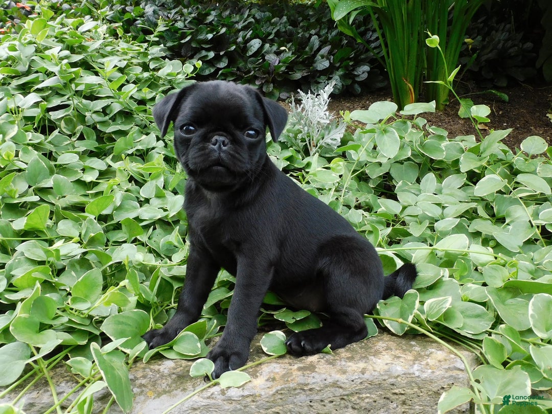 Pug dogs for sale: Pacifica - Image 7
