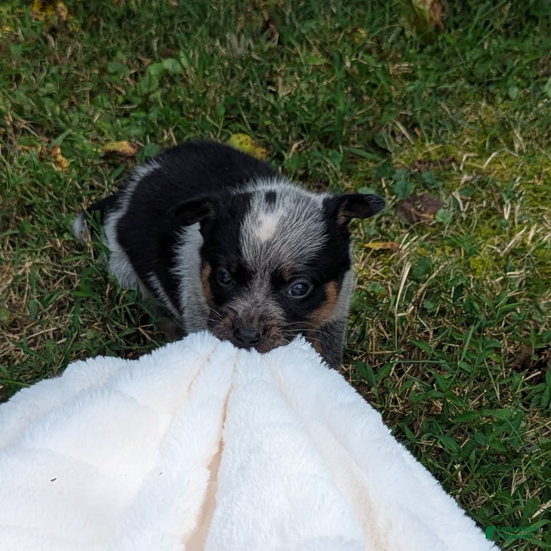 Australian Cattle Dog dogs for sale: Misty - Image 3