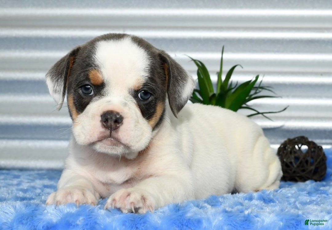 Beabull dogs for sale: Violet - Image 1