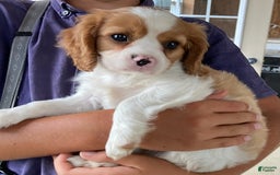 Cavalier King Charles Spaniel dogs for sale: Sunshine - Image 2