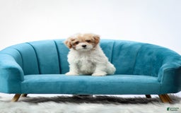 Toy Poodle dogs for sale: Quincy - Image 3