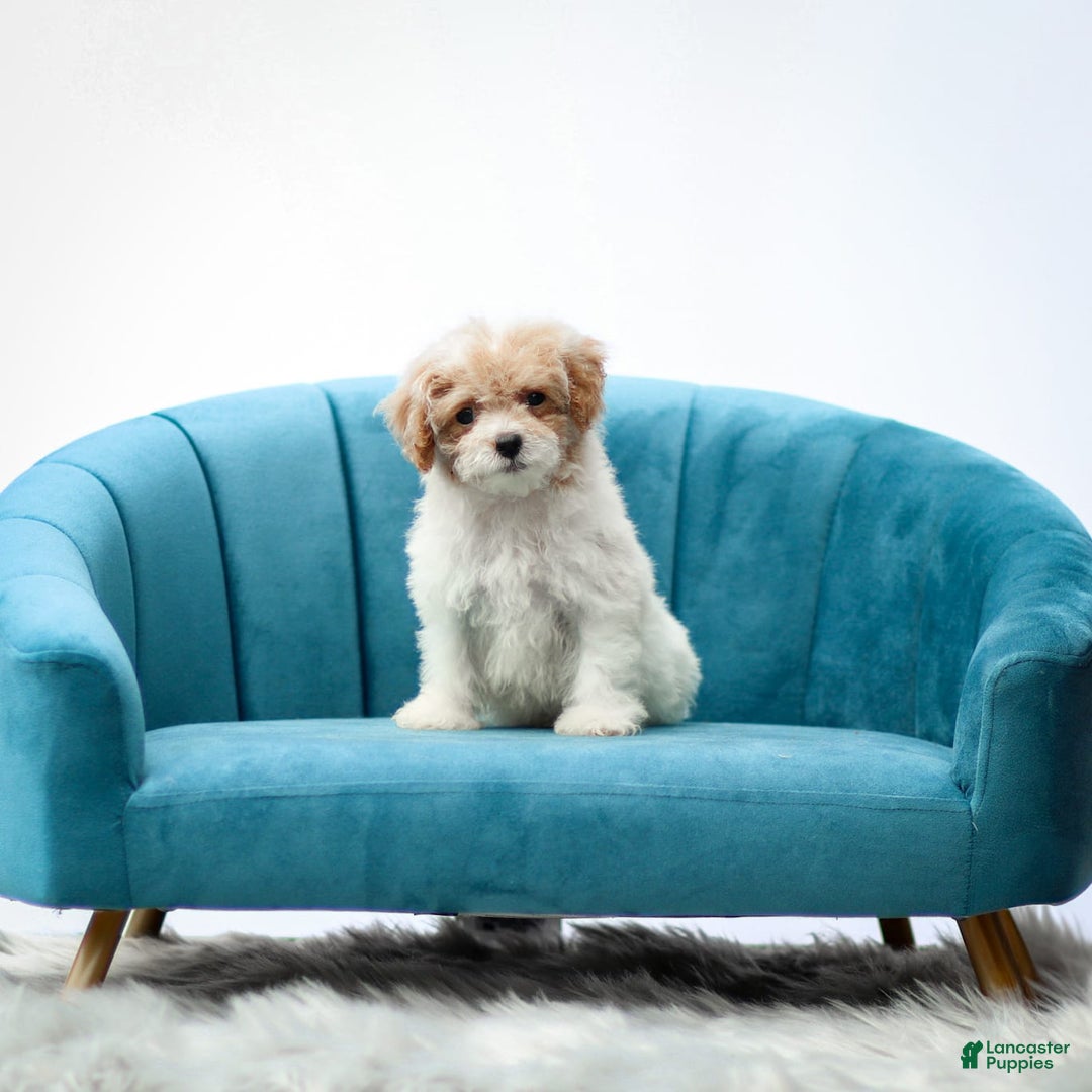 Toy Poodle dogs for sale: Quincy - Image 3
