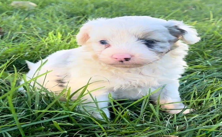 Mini Aussiedoodle dogs for sale - Ad 1