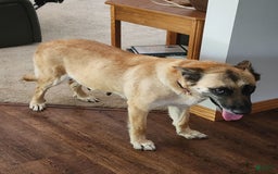 German Shepherd dogs for sale: Fluffy - Image 4