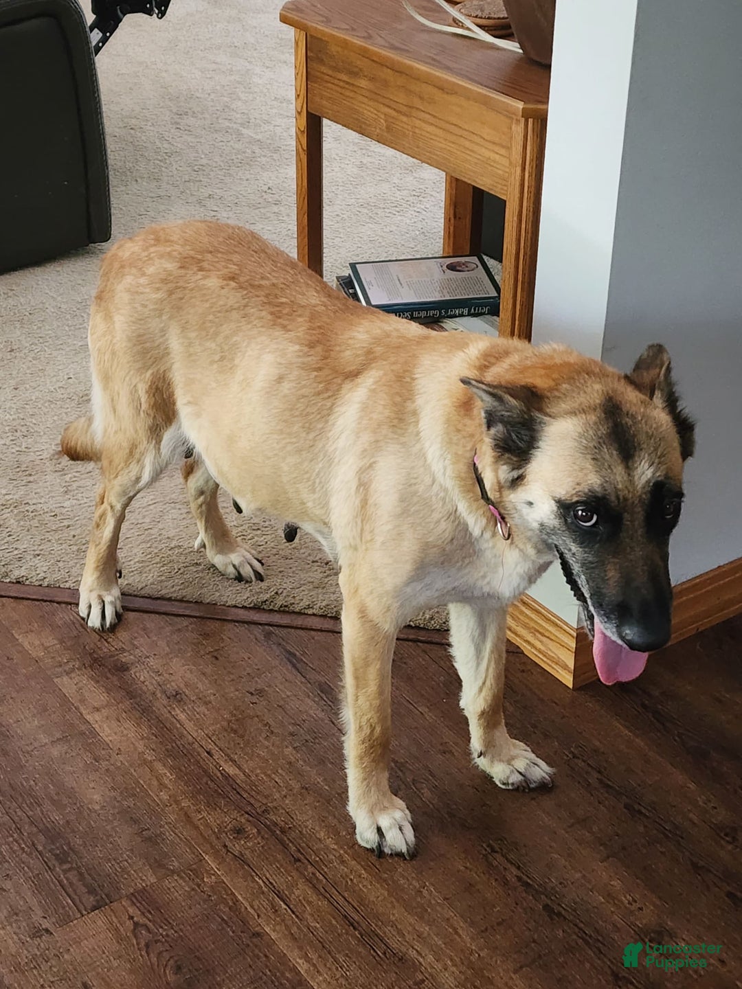 German Shepherd dogs for sale: Fluffy - Image 4