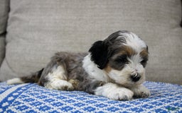 Mini Bernedoodle dogs for sale: Luke - Image 14