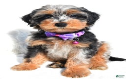 Mini Aussiedoodle dogs for sale: Elsie - Image 1