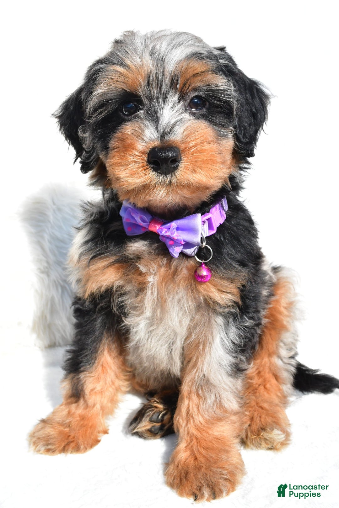Mini Aussiedoodle dogs for sale: Elsie - Image 1