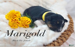 Australian Shepherd dogs for sale: Marigold - Image 1