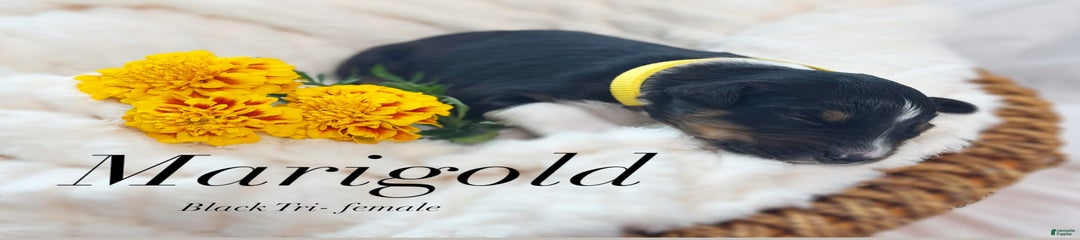 Marigold
