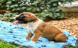 Boxer dogs for sale: Happy - Image 4