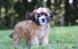 Shihpoo dogs for sale: Amelia - Image 6