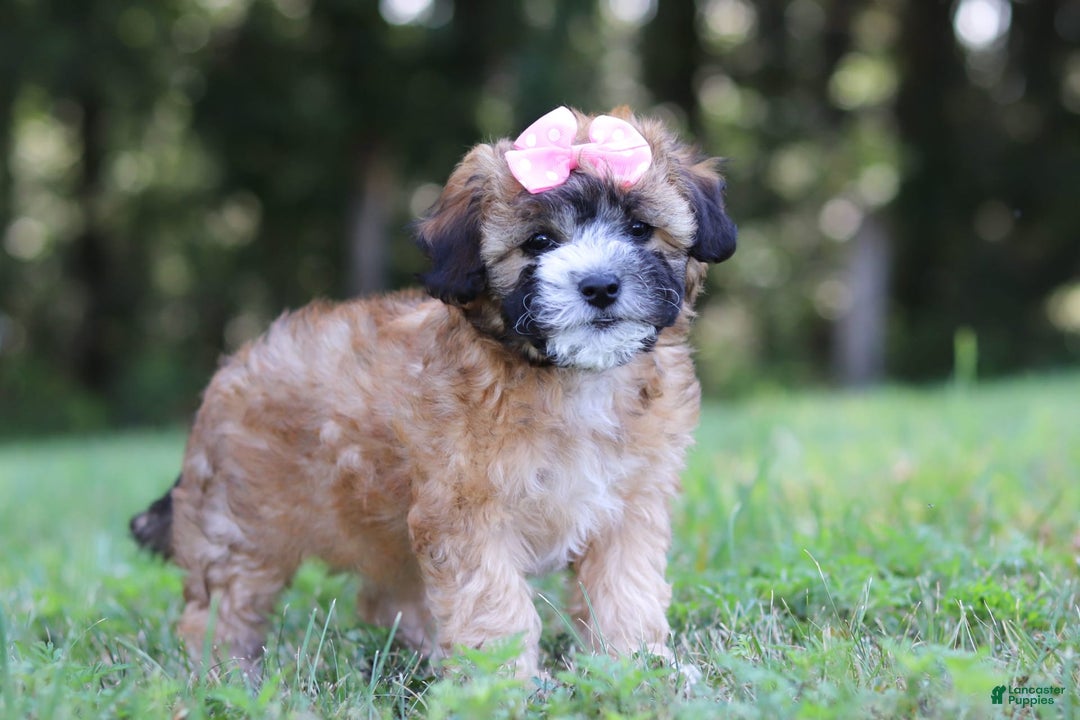 Shihpoo dogs for sale: Amelia - Image 6