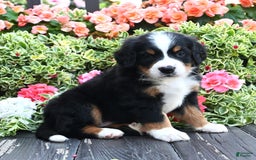 Bernese Mountain Dog dogs for sale: Iggy - Image 1