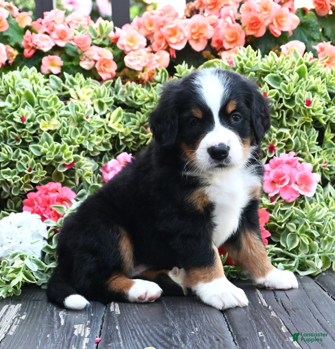 Bernese Mountain Dog dogs for sale: Iggy - Image 1