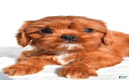 Cavapoo dogs for sale: Charlie - Image 2