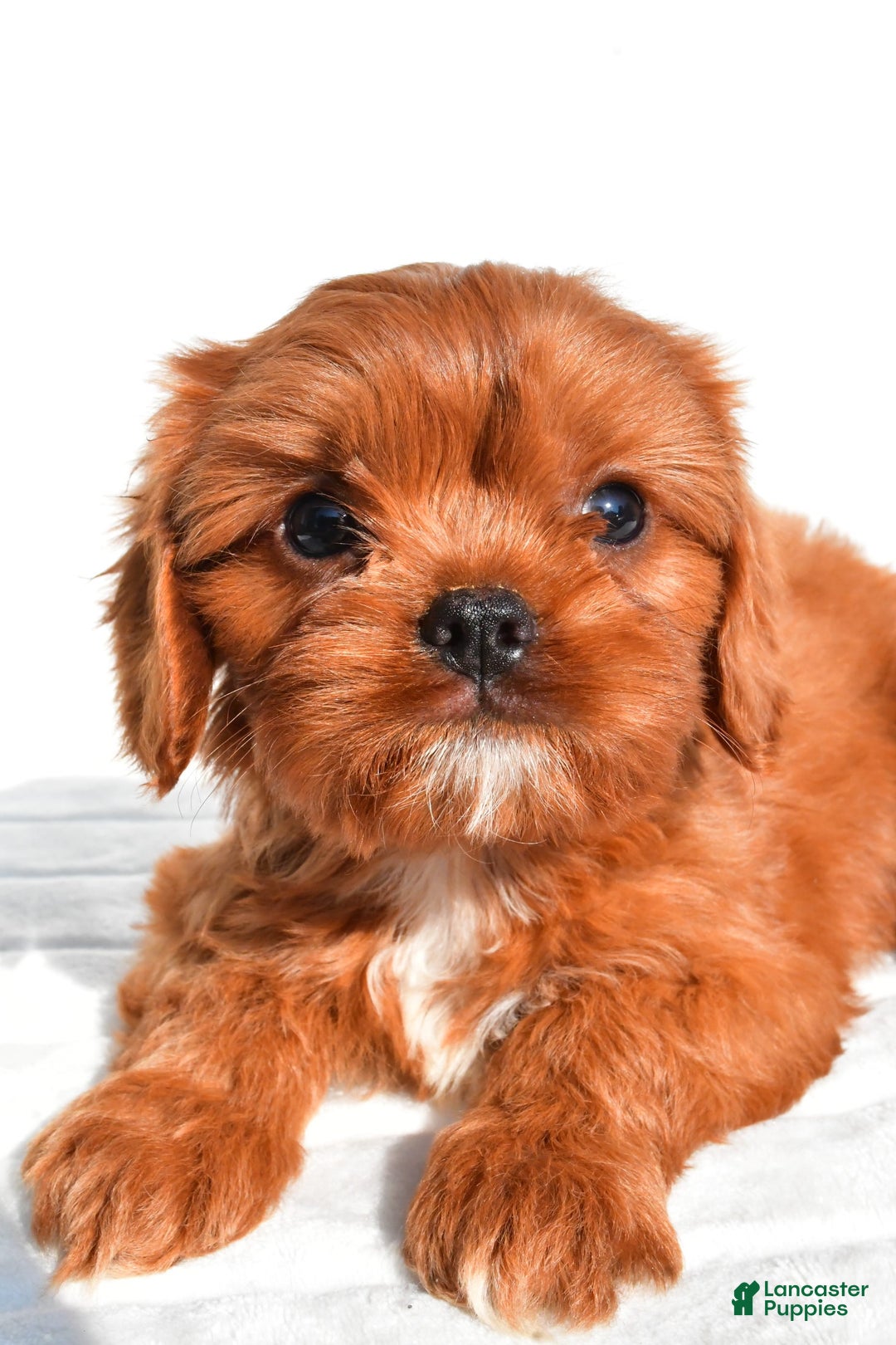 Cavapoo dogs for sale: Charlie - Image 2