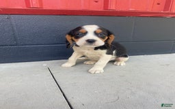 Beaglier dogs for sale: Andy - Image 6