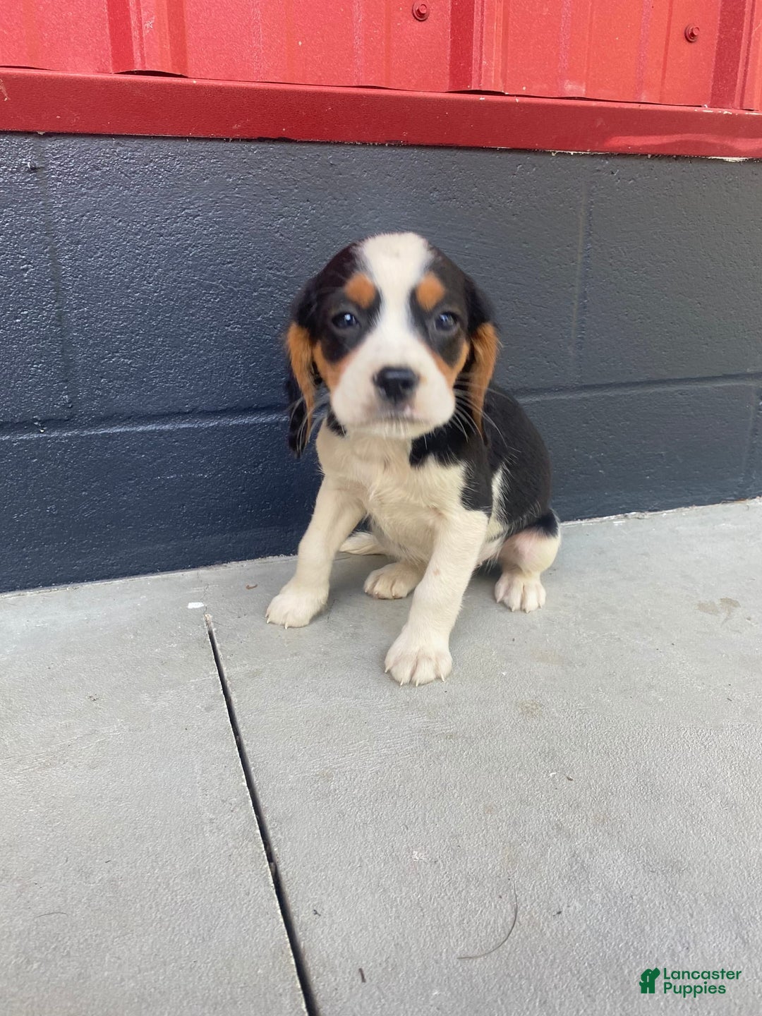 Beaglier dogs for sale: Andy - Image 6