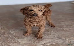 Cavapoo dogs for sale: Dusty - Image 10