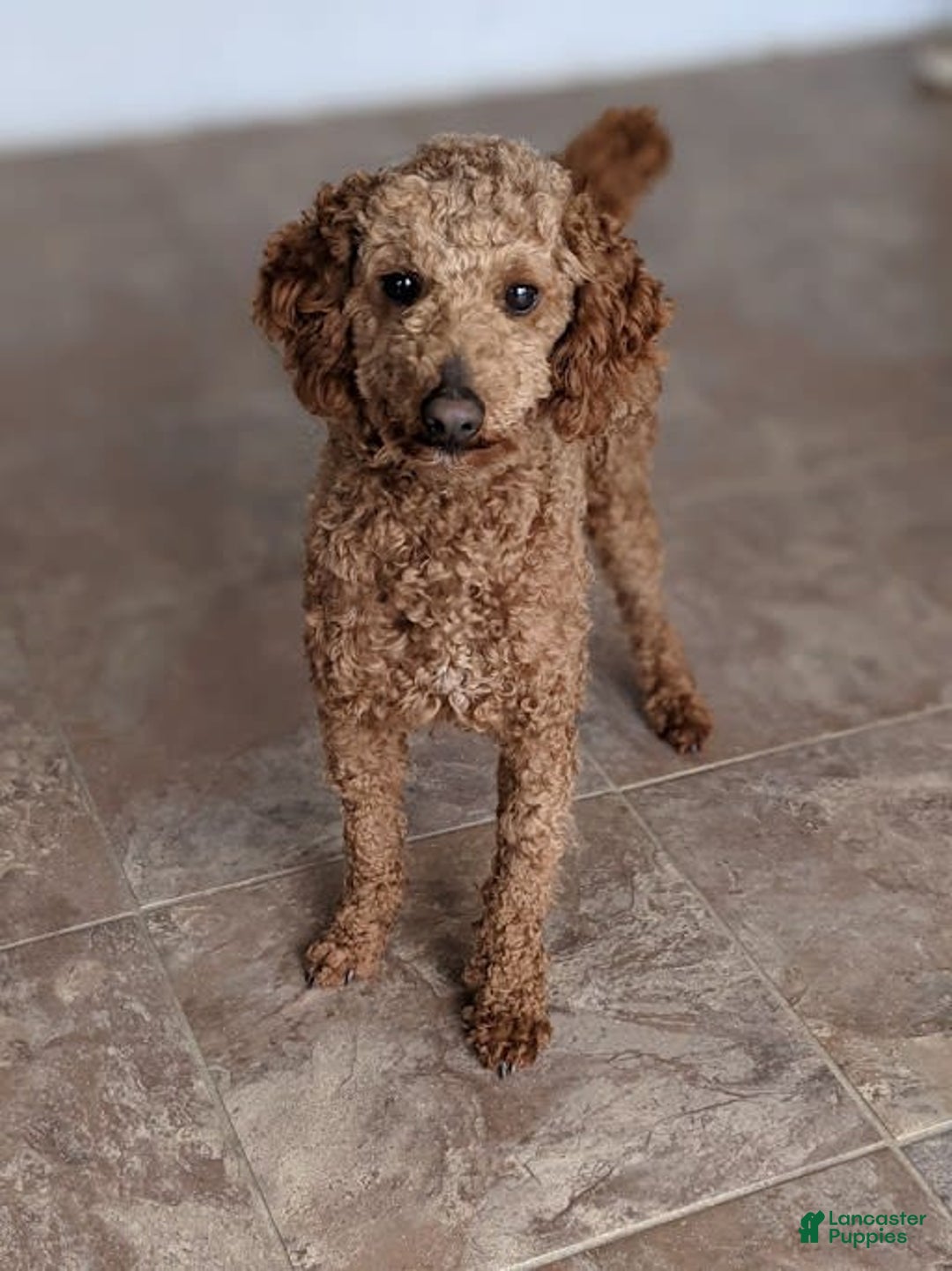 Cavapoo dogs for sale: Dusty - Image 10