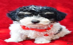 Miniature Poodle dogs for sale: Nicholas - Image 4