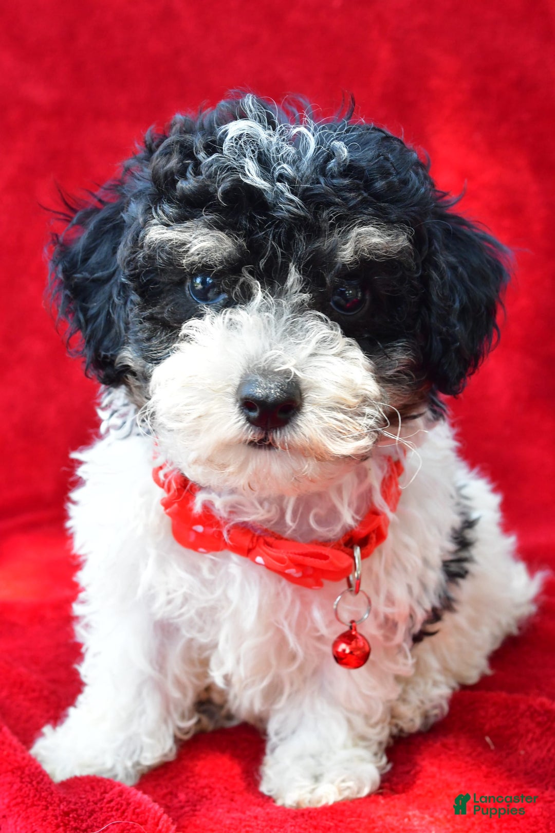 Miniature Poodle dogs for sale: Nicholas - Image 4