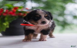 Miniature Australian Shepherd dogs for sale: Tammy - Image 2