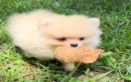 Pomeranian dogs for sale: Finn - Image 1