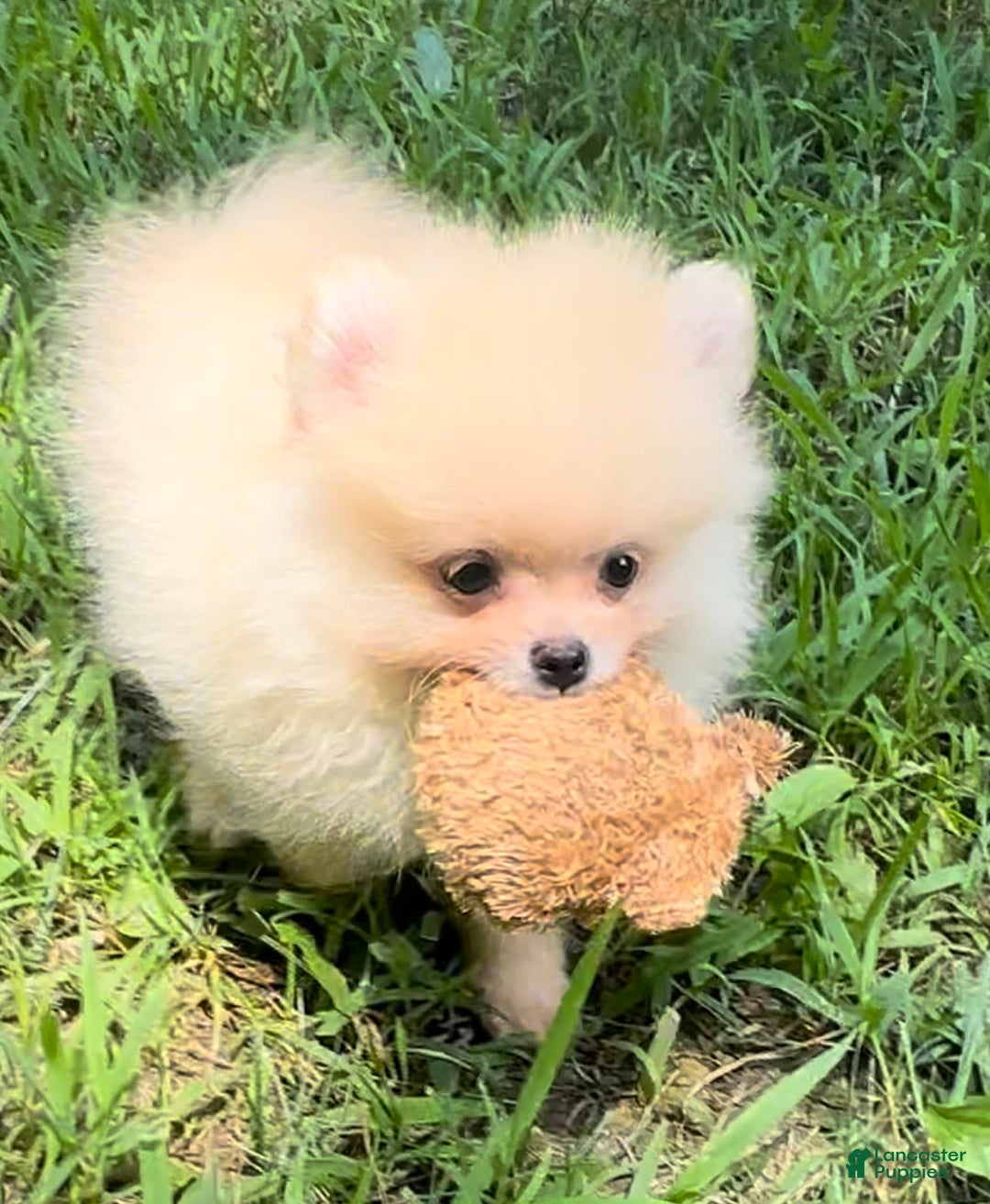 Pomeranian dogs for sale: Finn - Image 1
