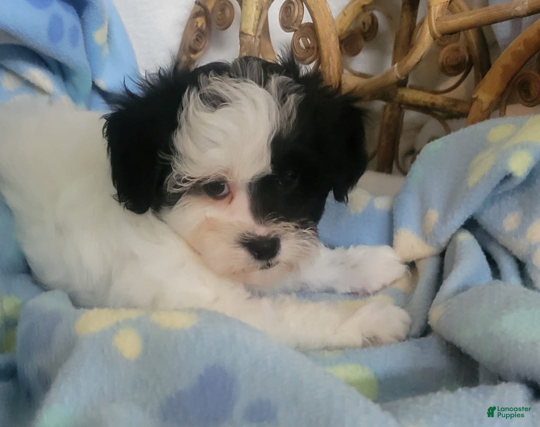 Shihpoo dogs for sale: Royal - Image 2
