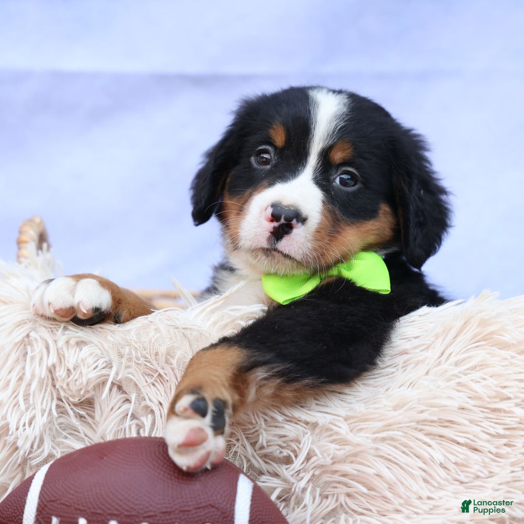 Bernese Mountain Dog dogs for sale: Sonny - Image 1