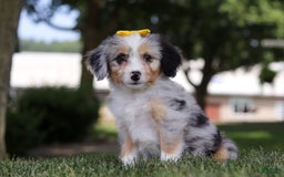 Mini Bernedoodle dogs for sale: Arya - Image 5