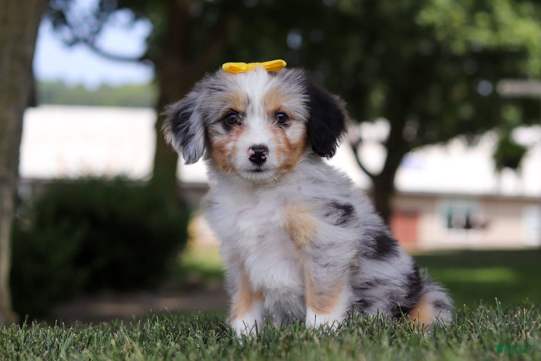 Mini Bernedoodle dogs for sale: Arya - Image 5