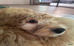Goldendoodle dogs for sale: Hunter - Image 2