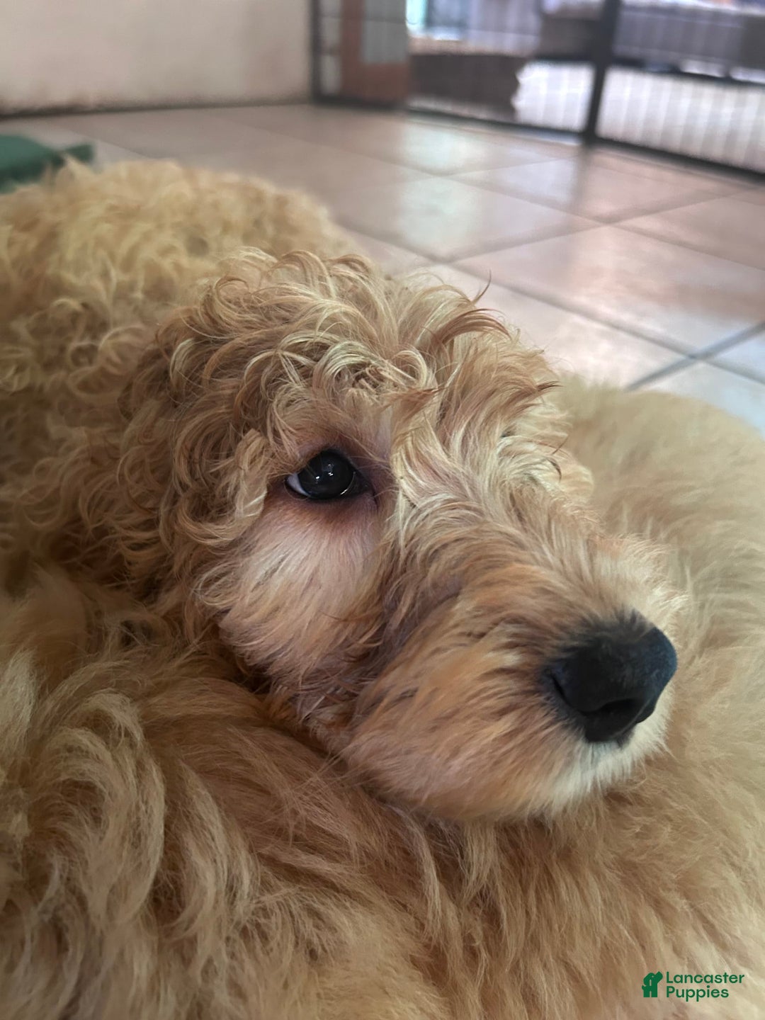 Goldendoodle dogs for sale: Hunter - Image 2