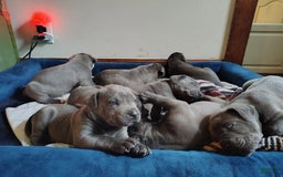 Cane Corso dogs for sale: Delia - Image 6